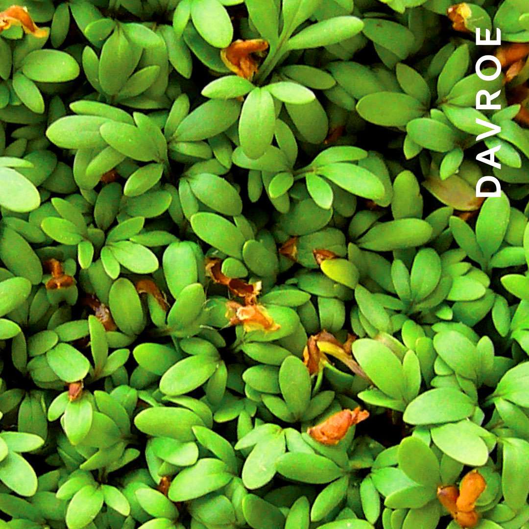 DAVROE Volume Senses purinantis kondicionierius