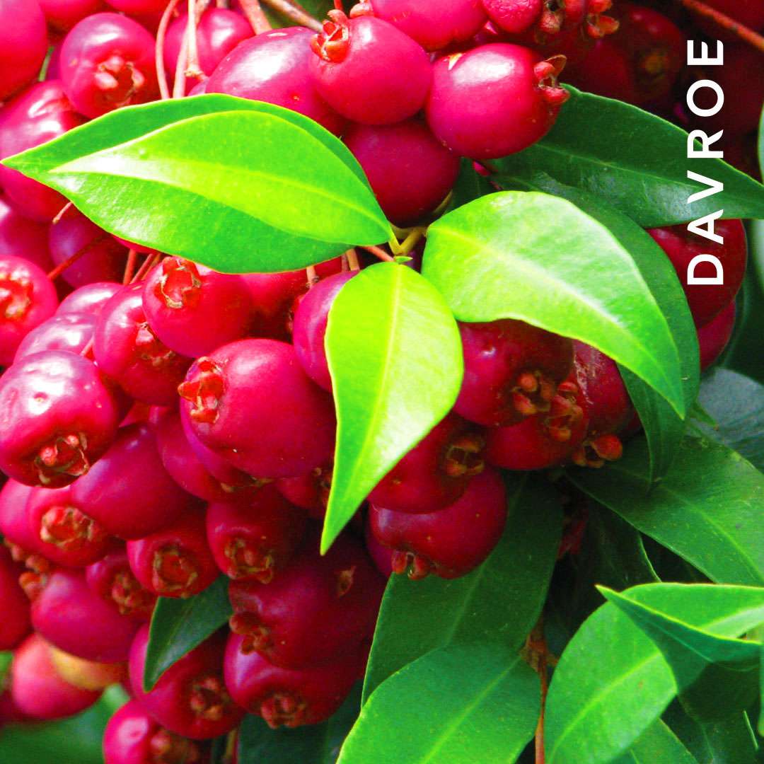 DAVROE Moisture Senses Drėkinantis Šampūnas