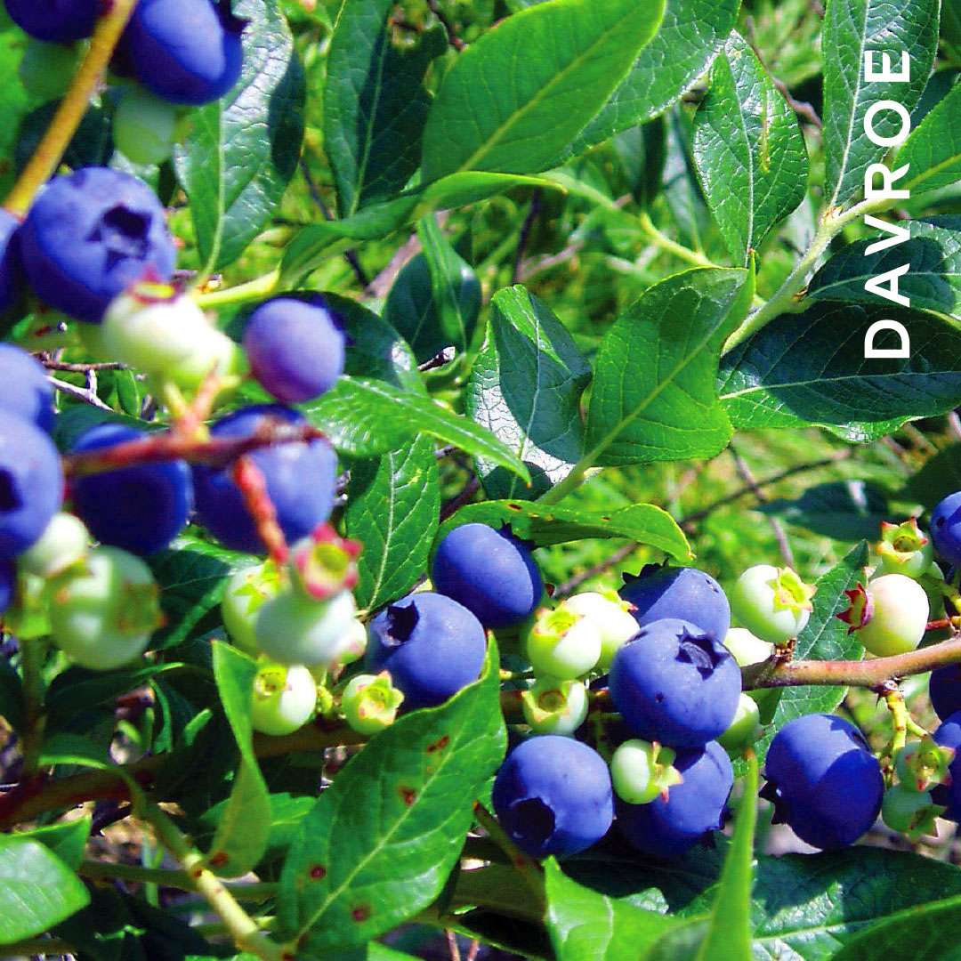 DAVROE Smooth Senses Glotninantis Kondicionierius