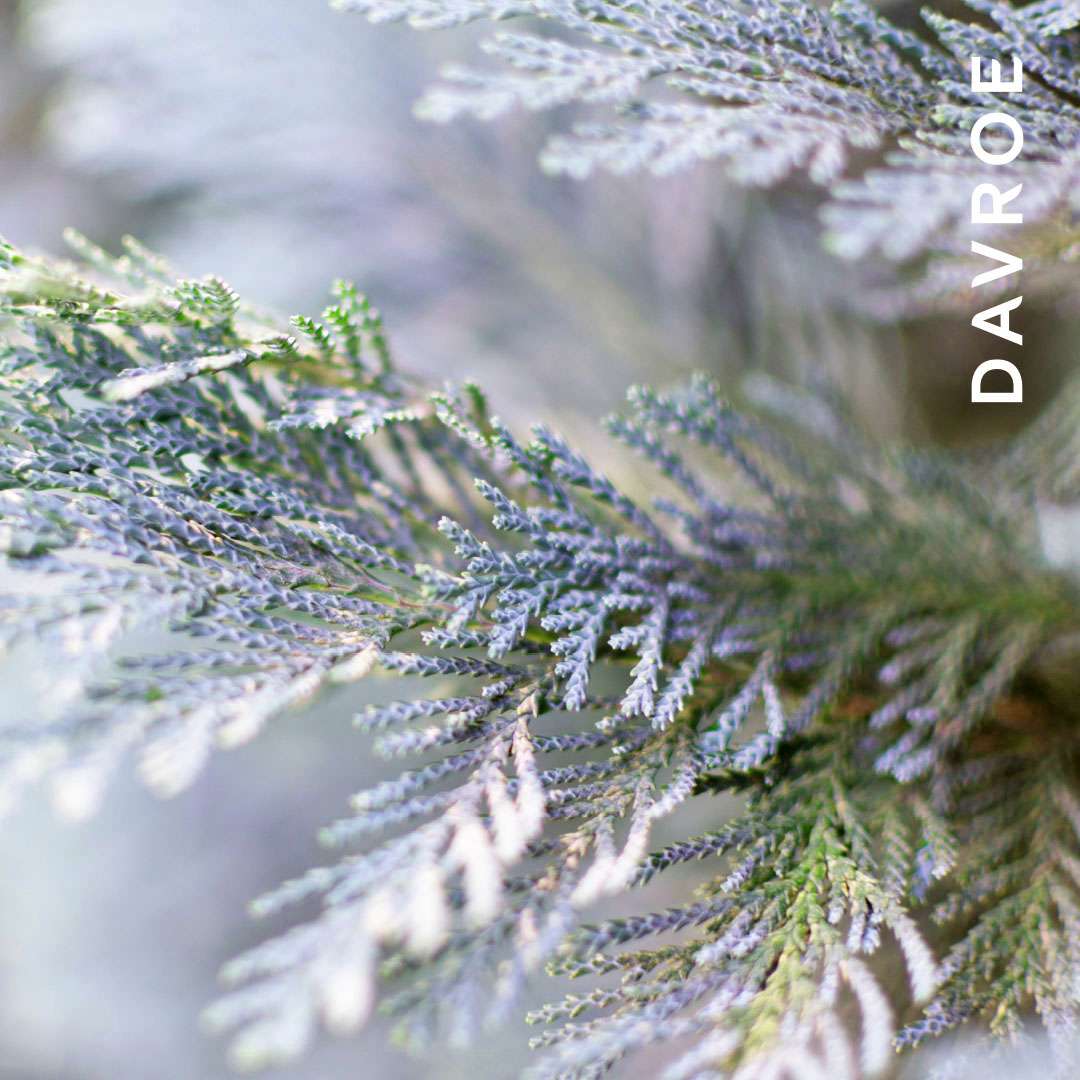 DAVROE Fortitude Bond-Building Elixyras 95 ml.