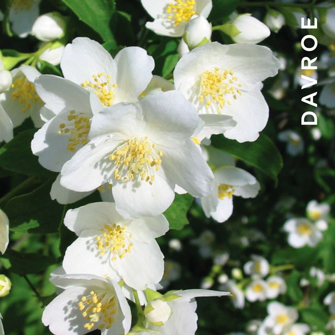 DAVROE Tame detangler - kondicionuojanti dulksna